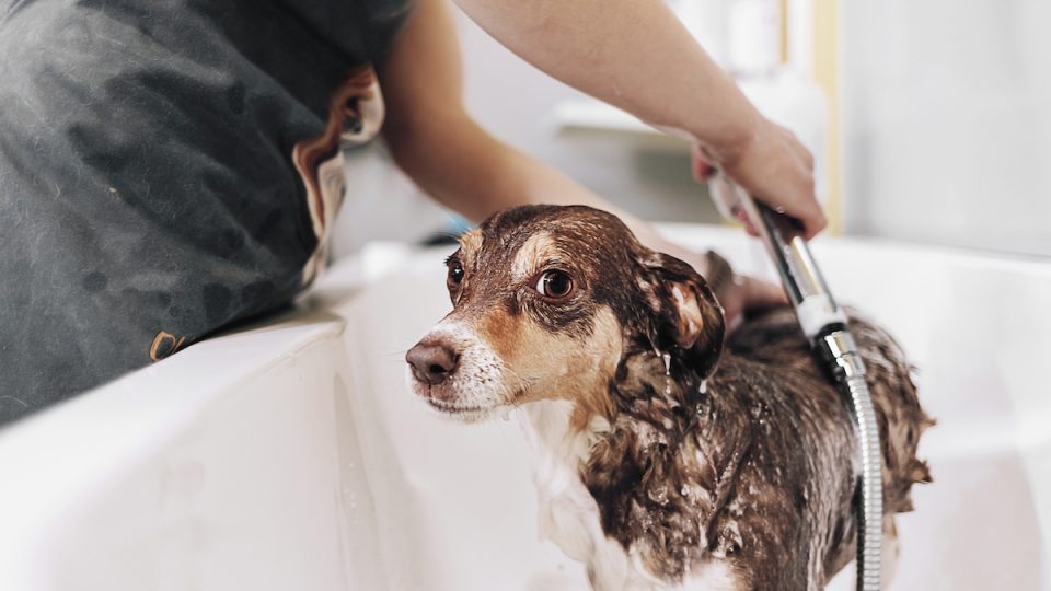 Keep Your Pet Fresh with Gentle Bath Supplies