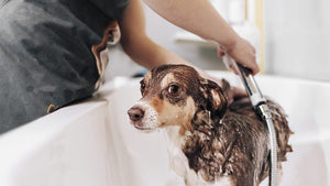 Keep Your Pet Fresh with Gentle Bath Supplies