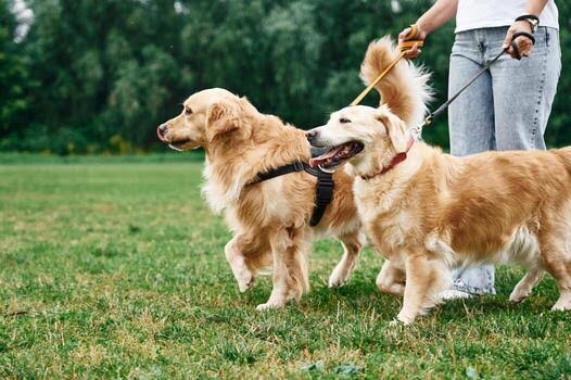 Safe Walks With Pet Leashes